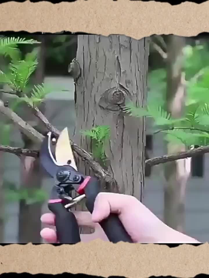 Heavy Duty Manual Pruning Shears with Ultra Sharp Steel Blades and Ergonomic Non Slip Handles Professional Garden Clippers for Roses Trees Shrubs Hedges Multi Purpose Manual Garden Shears for Right Handed Gardeners